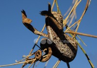 /album/camale%c3%a3o%20-%20ex%20libris%20da%20mata%20de%20vrsa%20e%20monte%20gordo/dsc-6303-copy-jpg/